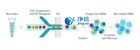 中國人自己的微流控單細胞測序儀來了！_微流控Drop-seq,微流控技術(shù)